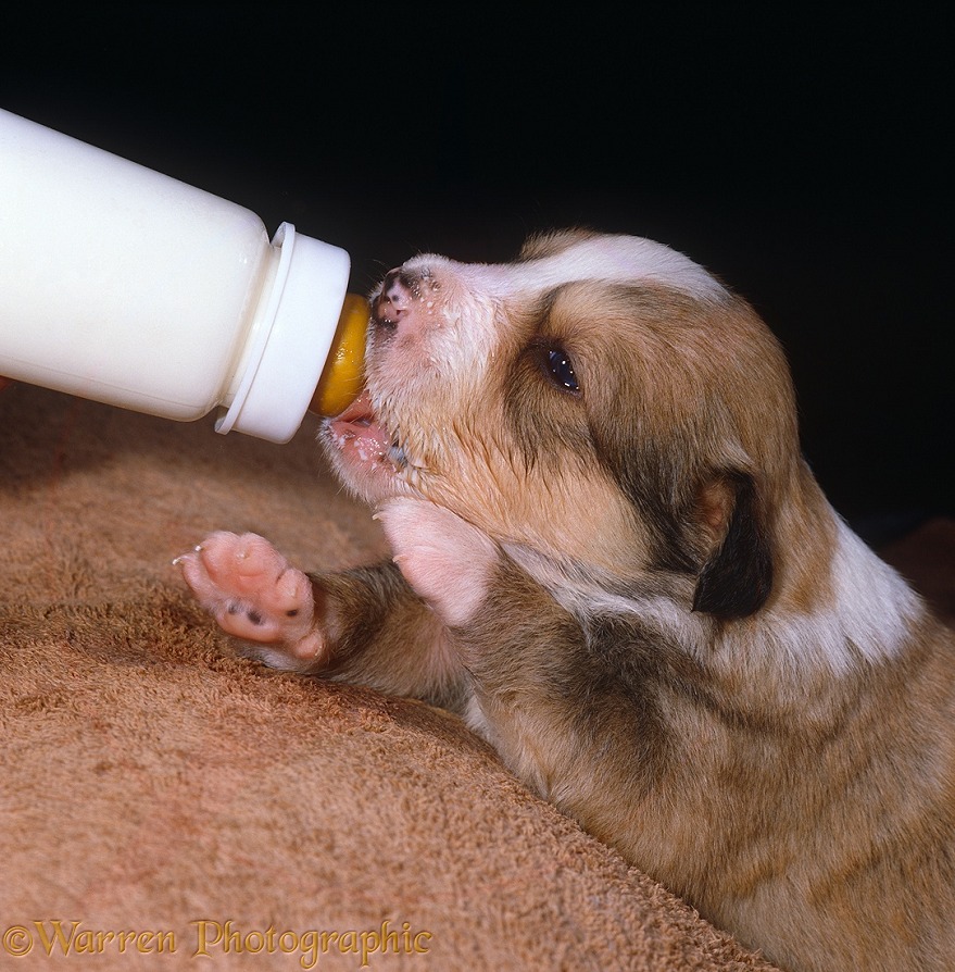 Border Collie puppy suckling from bottle, to supplement mothers milk