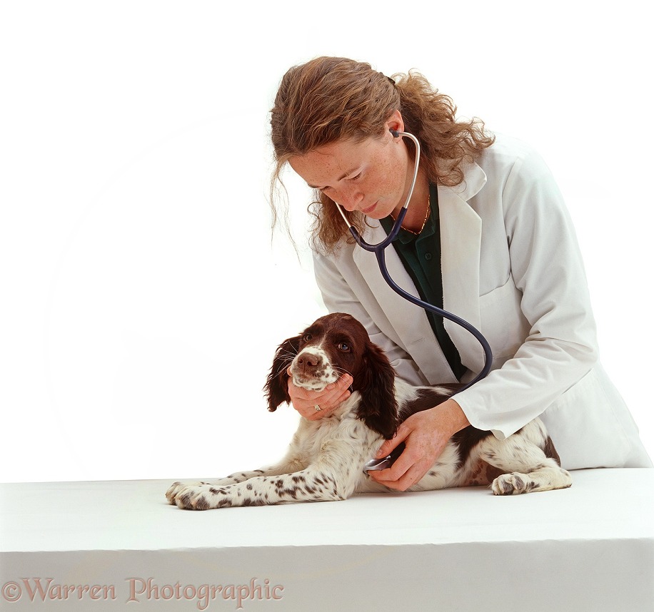 Vet with a stethoscope, listening to the heart of an English Springer Spaniel puppy, 8 weeks old, white background