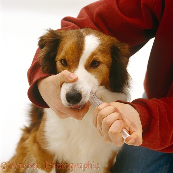 Administering a salt solution into mouth of Sable Border Collie, Lark, white background