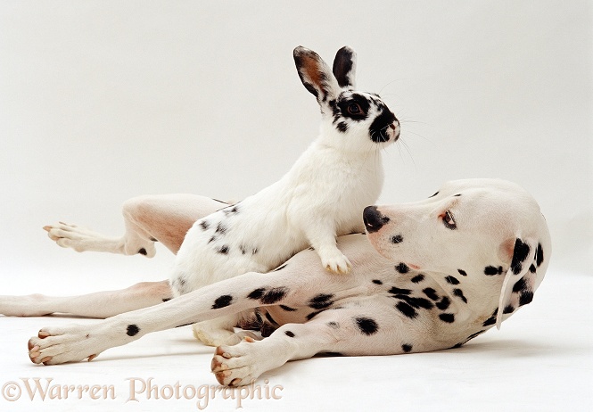 Black-and-white rabbit on top of Dalmatian dog, white background