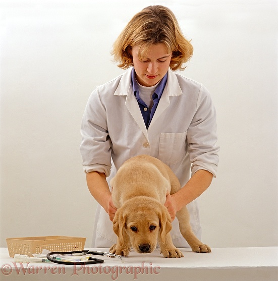 Vet checking general condition of Yellow Labrador Retriever puppy, 9 weeks old, before primary vaccination, white background