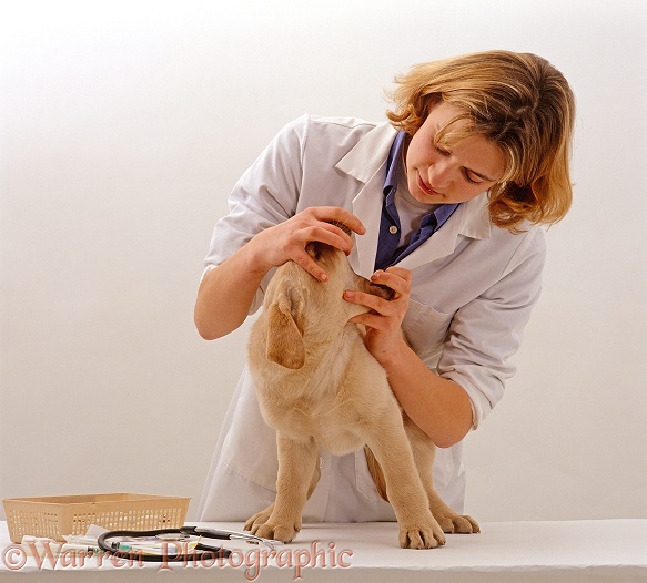 Vet examining Yellow Labrador Retriever puppy, 9 weeks old, before his primary vaccination, checking mouth and throat, white background
