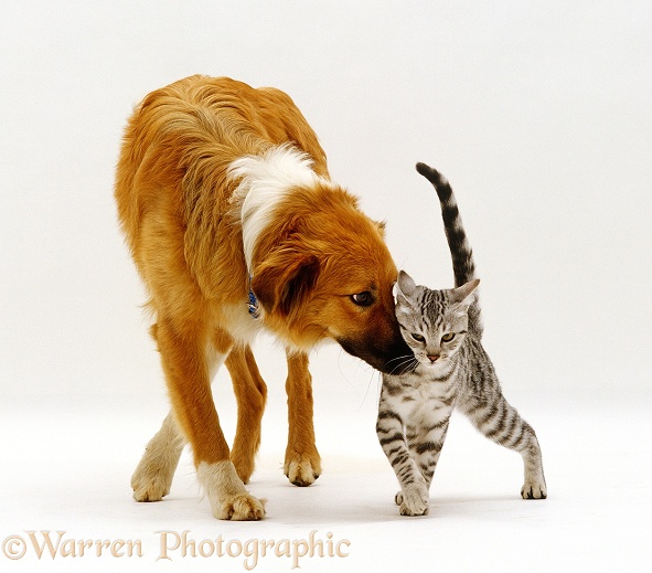 Silver spotted kitten rubbing up with Collie-cross bitch, Bliss, white background