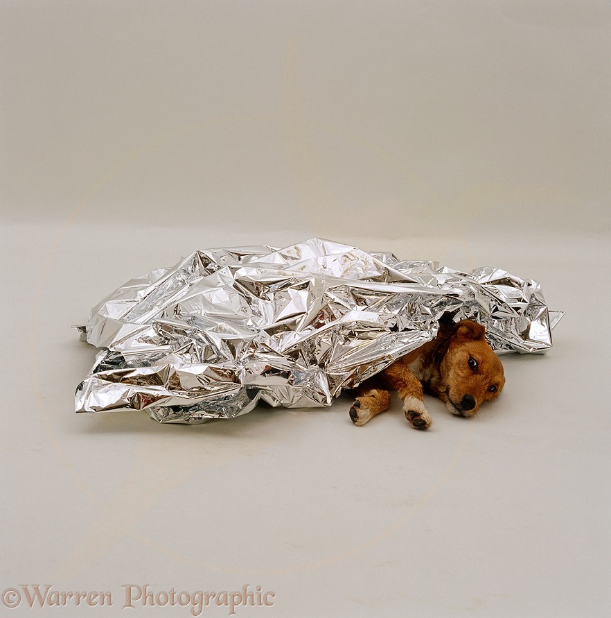 Collapsed dog covered with an emergency blanket of heat reflecting foil