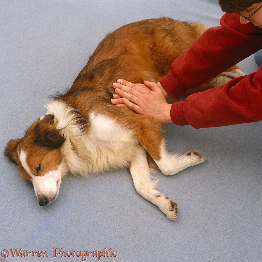 Demonstrating cardiac massage on Sable Border Collie