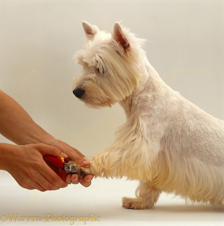 West highland white terrier having nails clipped