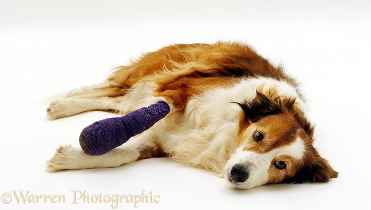 Sable Border Collie, Lark, with bandaged fore paw after toe amputation (Osteomyelitis), white background