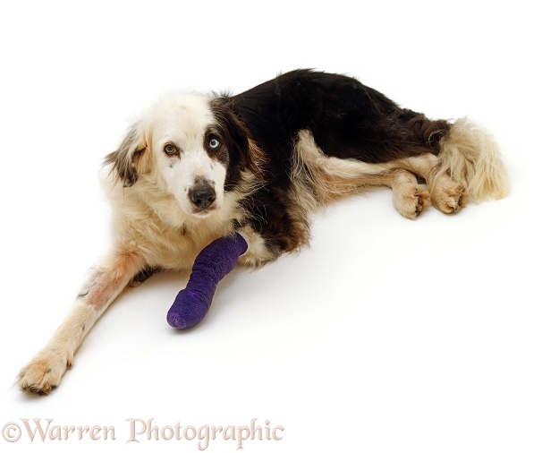 Border Collie, 14 years old, with bandaged fore leg, white background