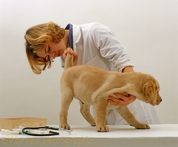 Vet examining Yellow Labrador Retriever puppy, 9 weeks old, before primary vaccination. Checking under tail area, white background