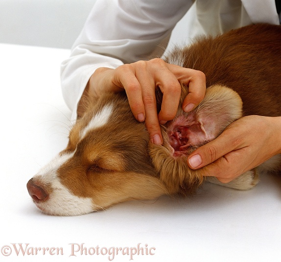 Vet examining the ear of a Border Collie puppy, 12 weeks old, white background
