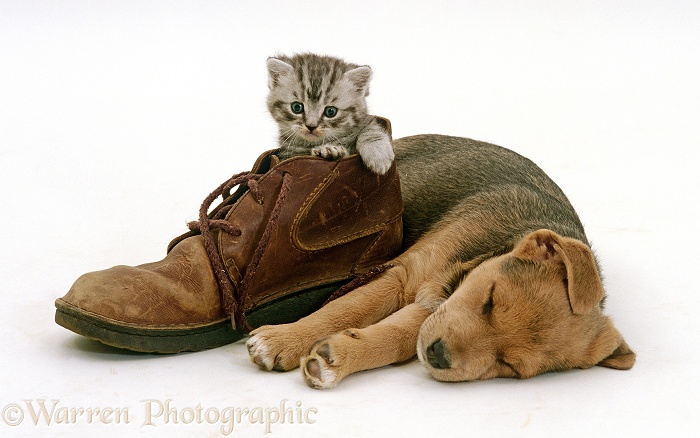 Lakeland Terrier x Border Collie puppy sleeping beside silver tabby kitten in brown shoe, white background