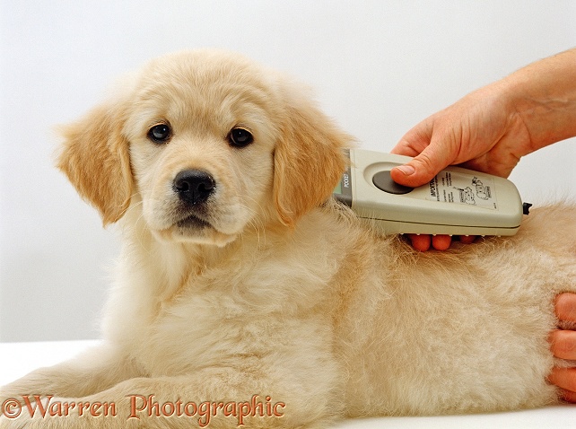 Golden Retriever puppy, 9 weeks old, being checked for identity chip, white background