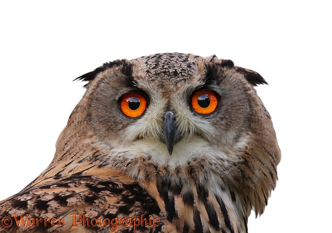European Eagle Owl (Bubo bubo), white background