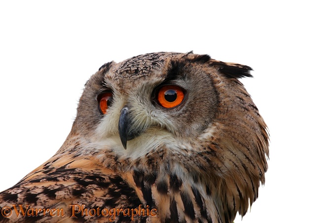 European Eagle Owl (Bubo bubo), white background