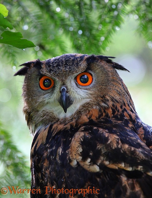 European Eagle Owl (Bubo bubo)