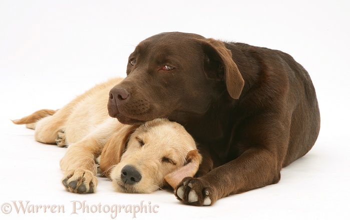 Yellow Labradoodle pup, Maddy, with Chocolate Labrador Retriever, Mocha, white background