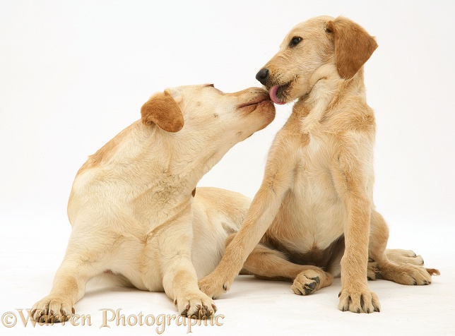 Yellow Labrador Retriever, Millie, with Yellow Labradoodle pup, Maddy, white background