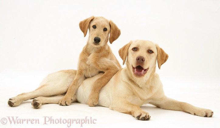 Yellow Labrador Retriever, Millie, with Yellow Labradoodle pup, Maddy, white background