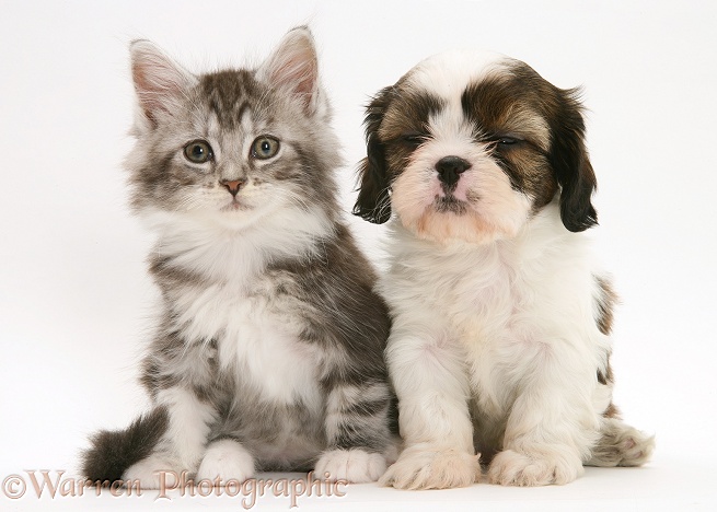 Cavazu (Cavalier King Charles Spaniel x Shih-Tzu) pup with silver Tabby-and-white Maine Coon kitten, white background