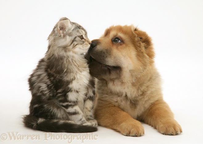 Tabby Maine Coon kitten and Shar-pei pup touching noses, white background