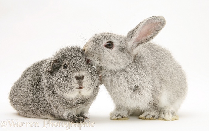 Young silver windmill eared rabbit and silver Guinea pig, white background