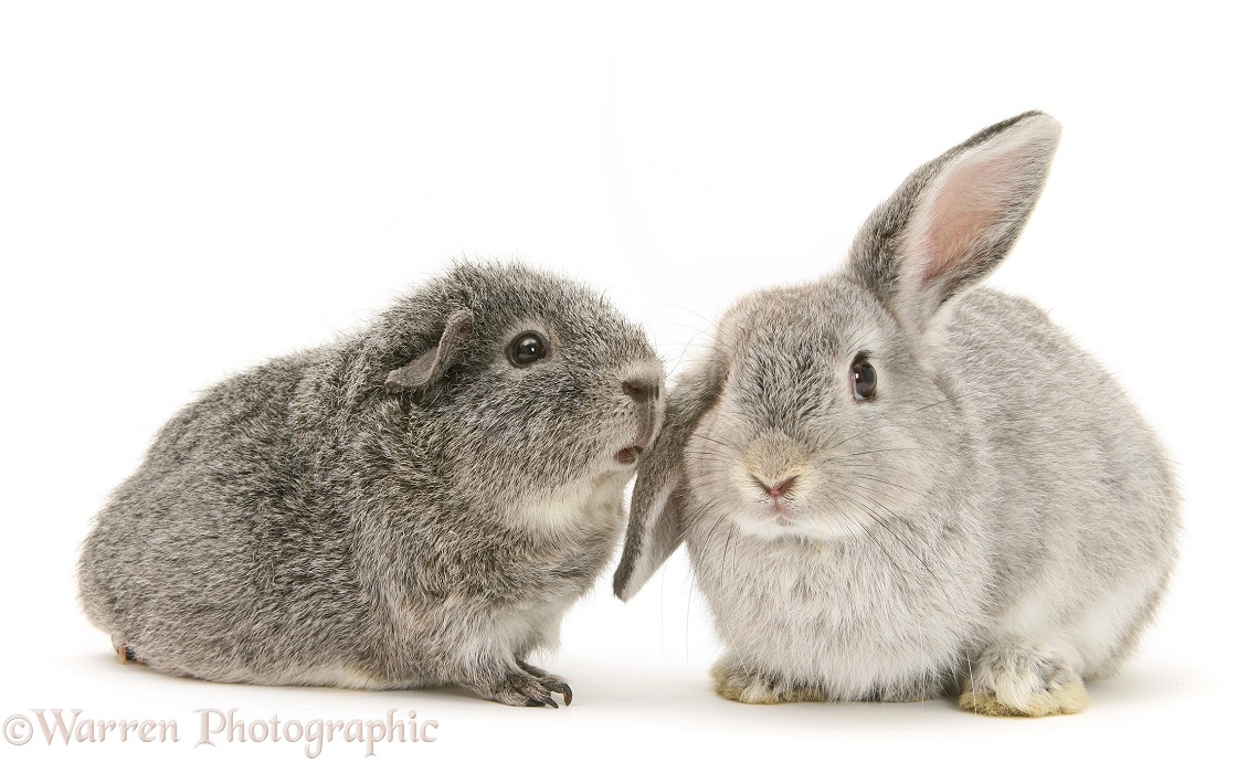 Young silver windmill eared rabbit and silver Guinea pig, white background