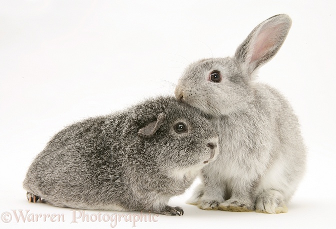 Young silver windmill eared rabbit and silver Guinea pig, white background