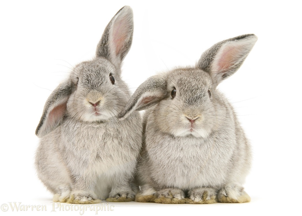 Young silver windmill eared rabbits, white background