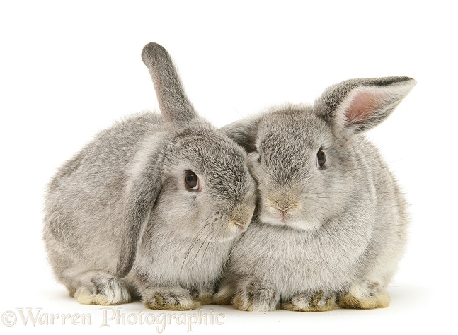 Young silver windmill eared rabbits, white background