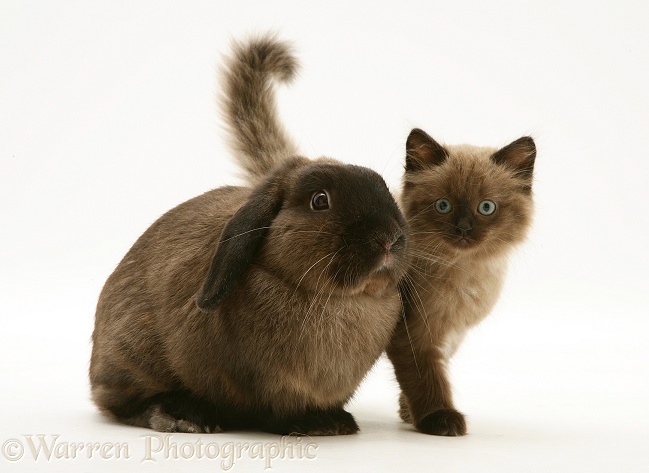 Chocolate Birman-cross kitten with chocolate Lop rabbit, white background