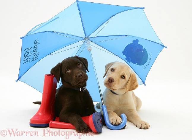Yellow and Chocolate Retriever pups with wellies under a blue umbrella, white background