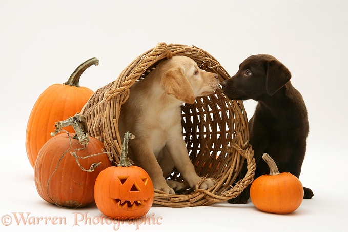 Yellow and Chocolate Retriever pups with wicker basket and pumpkins at Halloween, white background