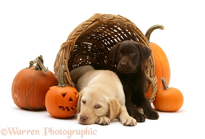 Yellow and Chocolate Retriever pups in a wicker basket with pumpkins at Halloween, white background