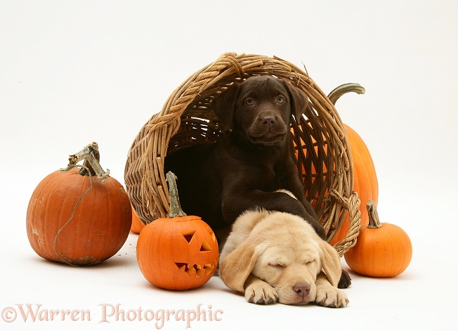 Sleepy Yellow and Chocolate Retriever pups in a wicker basket with pumpkins at Halloween, white background