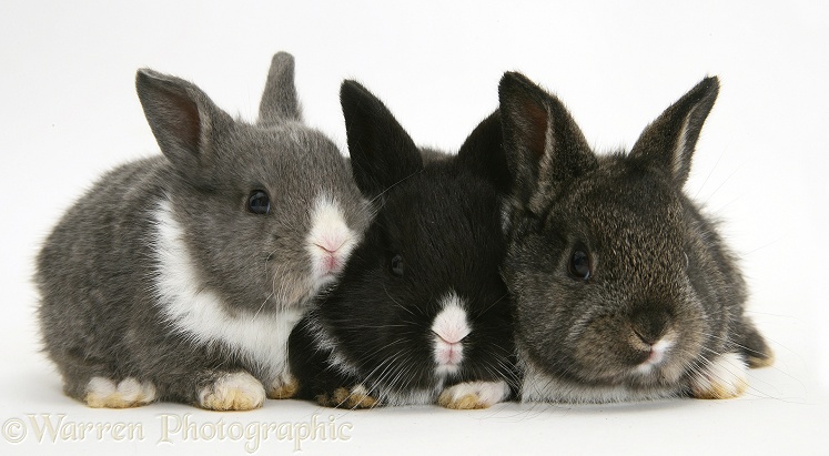 Baby Dutch-cross rabbits, white background