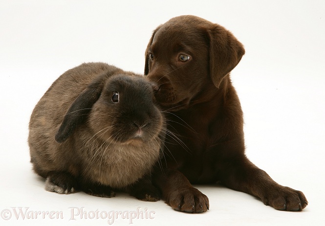 Chocolate Labrador Retriever pup with chocolate Lop rabbit, white background