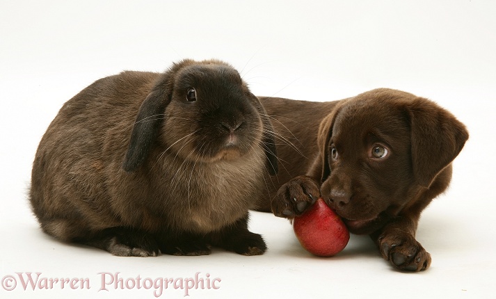 Chocolate Labrador Retriever pup with chocolate Lop rabbit. The Retriever is eating an apple, white background