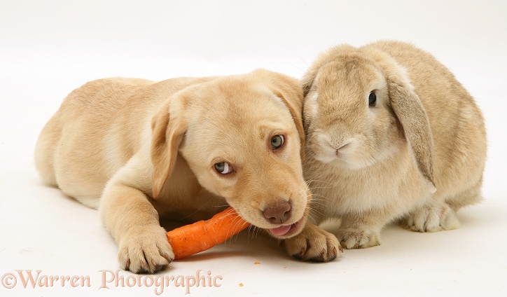 Yellow Retriever pup and Sandy Lop rabbit. The puppy has stolen the rabbit's carrot, white background