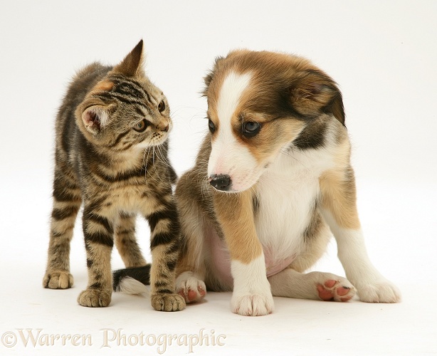 British Shorthair brown tabby kitten with Sable Border Collie pup, white background