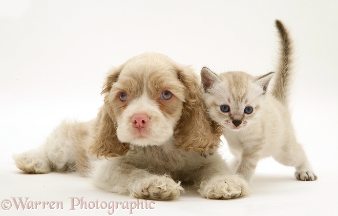 Lilac tabby-point Birman-cross kitten and lilac-and-white American Cocker Spaniel pup, Isabella, white background
