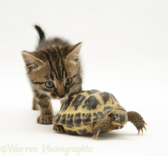 Tabby kitten inspecting a tortoise, white background