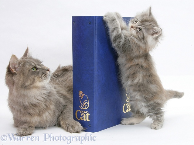 Maine Coon mother cat, Serafin, and kitten with 'Your Cat' binder, white background