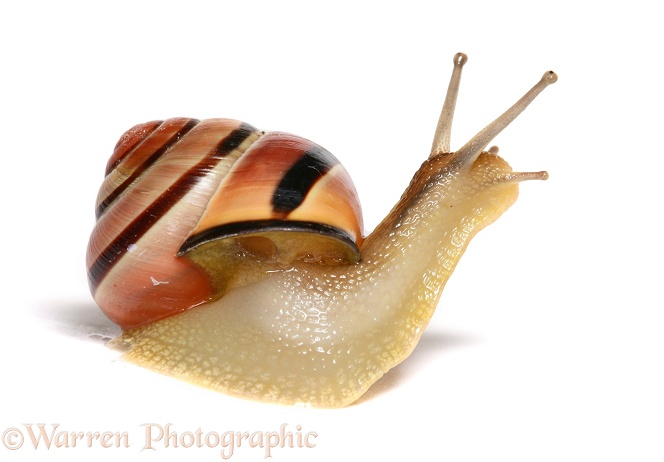 Brown-lipped Banded Snail (Cepaea nemoralis), white background