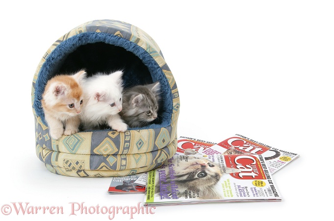 Maine Coon kittens looking at Your Cat Magazines from inside an igloo basket, white background