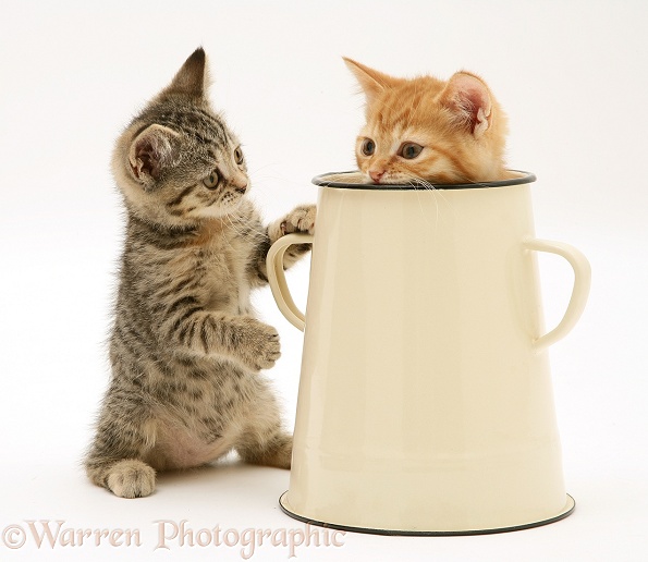 Tabby kitten with ginger kitten in an enamel pot, white background