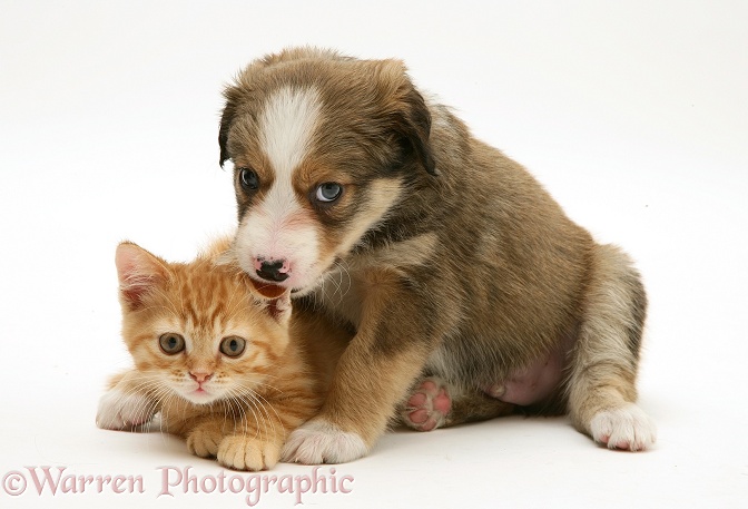 Sable Border Collie pup licking ear of red spotted British Shorthair kitten, both 5 weeks old, white background