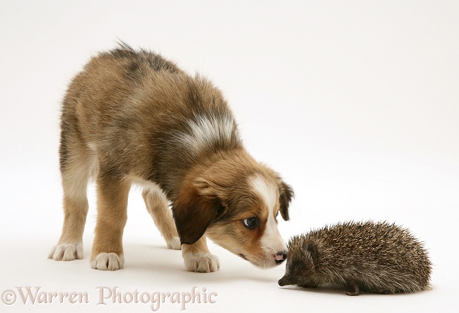 Border Collie pup meeting a young Hedgehog, white background