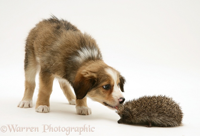 Border Collie pup examining a hedgehog, white background