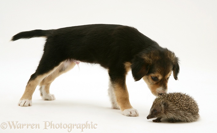 Border Collie pup meeting a young Hedgehog, white background