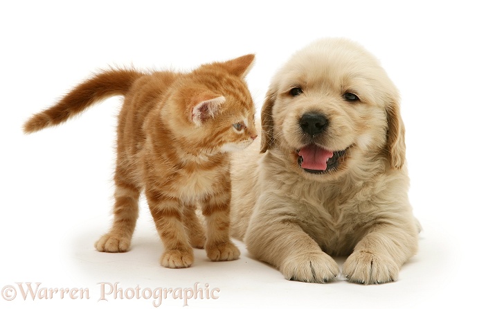 Golden Retriever pup with red spotted British Shorthair kitten, white background